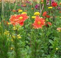 Großzügiges, sonniges Baugrundstück im grünen Hamburg-Niendorf - Hamburg / Niendorf