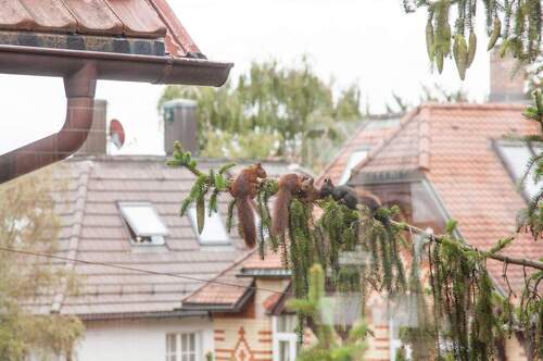 unsere Eichhörnchenfamilie - 