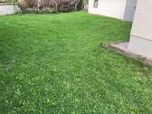 Gartenaneil - 