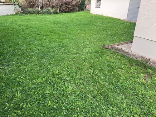 Gartenaneil - 