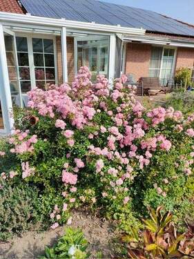 Garten Teilansicht Sommer - 