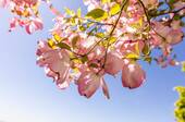 IMPRESSIONEN - 