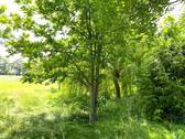 Mini Wald hinter dem Backhaus - 