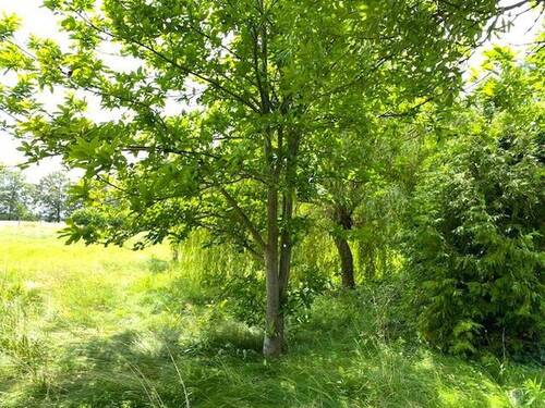 Mini Wald hinter dem Backhaus - 