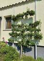 Spalierbirne - 
