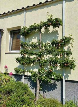 Spalierbirne - 