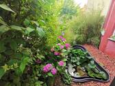 Blumen-Fischteich - 