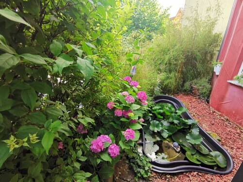 Blumen-Fischteich - 