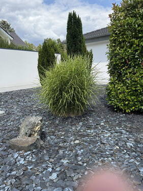 Pflanzenwelt - 