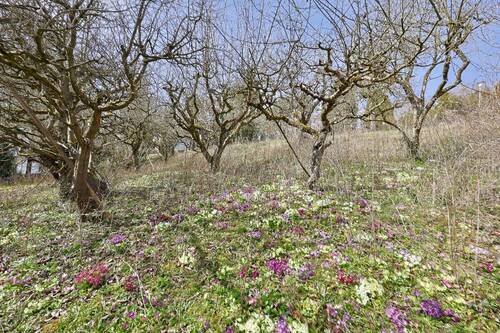 Grundstück mit Blumen und alten Obstbäumen - Grundstück in Erbach
