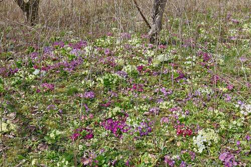 Grundstück - Grundstück in Erbach zum Kaufen