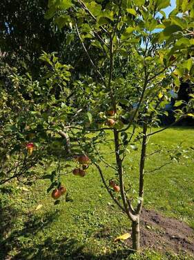 Garten - Reihenendhaus mit 158,00 m&sup2; in Nürnberg zum Kaufen