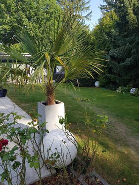 Garten - 9 Zimmer Einfamilienhaus in Dreieich