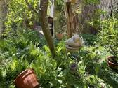 Impression Garten - 