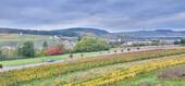 Ausblick in die Natur - 