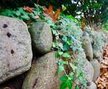 Friesenmauer - 