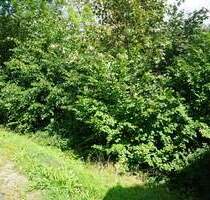 Großer Bauplatz mit guter Aussicht in Alpirsbach!