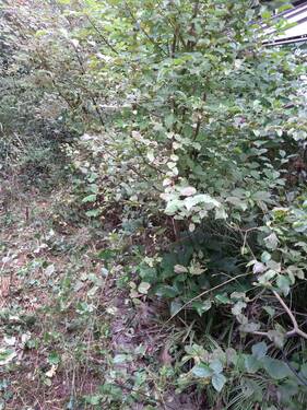 Garten / Rückseite - 