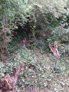 Garten / Rückseite - 