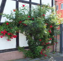 Helle 3 ZW, 65 qm, Langenselbold