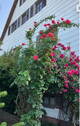Rosen-Vorgarten - 