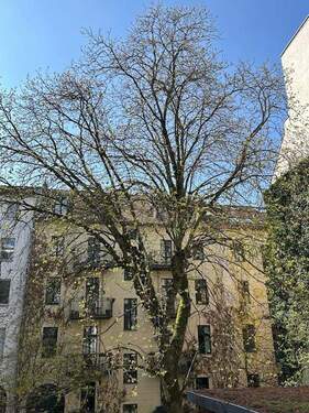Kastanienbaum im Innenhof - 