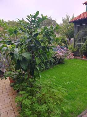 Garten - 
