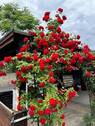 .. die Rosen am Carport ! - 7 Zimmer Einfamilienhaus zum Kaufen in Kitzingen