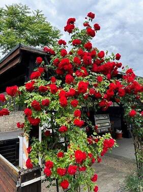 .. die Rosen am Carport ! - 7 Zimmer Einfamilienhaus zum Kaufen in Kitzingen