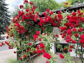.. mit eigenen Rosen ! - 