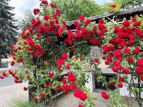 .. mit eigenen Rosen ! - 