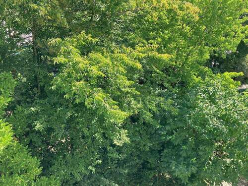 Blick vom Balkon - 2 Zimmer Etagenwohnung in Erlangen