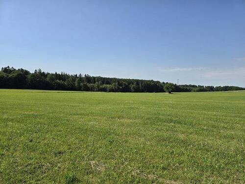 Pferdewiese - 