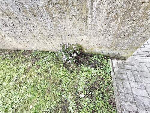 Blümchen im Garten - 