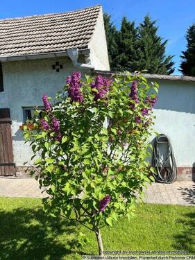 Stall Teilansicht 02 - Bauernhaus, Landhaus mit 150,00 m&sup2; in Schönewalde zum Kaufen