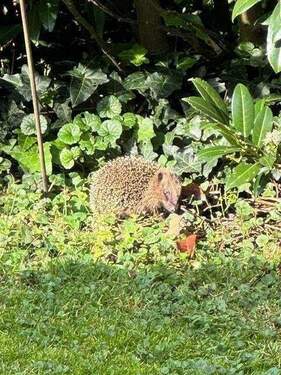 Gartenbesucher - 5 Zimmer Reihenendhaus zum Kaufen in München