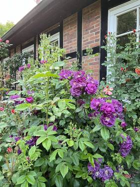 Blumen am Haus - 