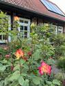 Blumen am Haus - 