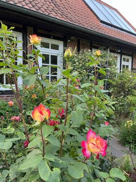 Blumen am Haus - 