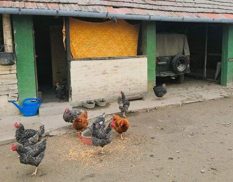  Hof - Balaton halbe Stunde, Marcali 15 Minuten entfernt; 3 Schlafzimmer, separates WC, Nebengeäude; Brunnnen; einige Deutsche Einwohner