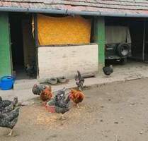 Balaton halbe Stunde, Marcali 15 Minuten entfernt; 3 Schlafzimmer, separates WC, Nebengeäude; Brunnnen; einige Deutsche Einwohner - Somogy Komitat