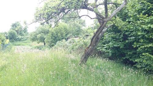 DSC_0225_1 - Großes Baugrundstück in Gunzenhausen-Frickenfelden zu verkaufen