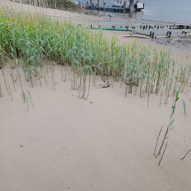 Strand - 