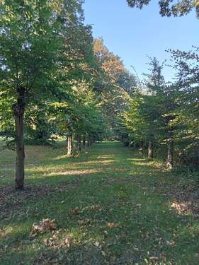 Allee - Hotel, Pension, Gasthof in Ranzin zum Kaufen