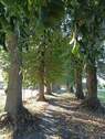 Allee - 