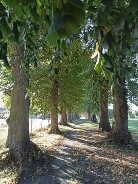 Allee - 