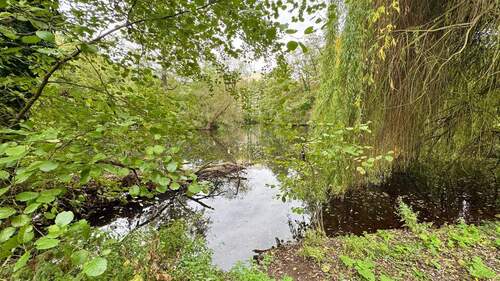 Praterweiher.jpg - 
