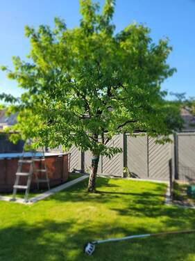 Garten mit Pool - 6 Zimmer Einfamilienhaus in Wolfsburg