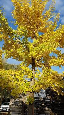 Ginko im Herbst - 