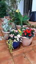 08 Blumen auf der Treppe - 